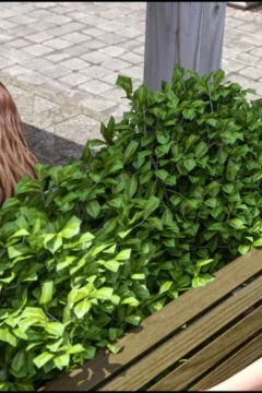 Blackadder – Dickgirls 12 (21)