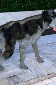 Felicitys_Holiday_Encounter_11_shentai.org