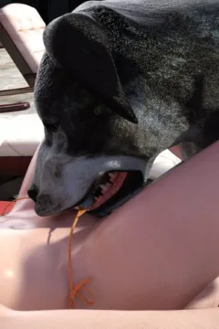 Felicitys_Holiday_Encounter_38_shentai.org