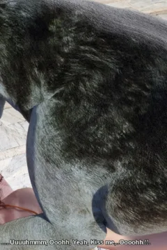 Felicitys_Holiday_Encounter_72_shentai.org