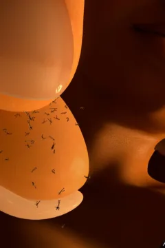 A Toy For a Princess (50)