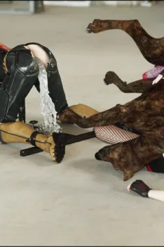 CGS148_Harley_Batgirl_41