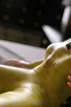 VN_Little_Bird_050_by_hoven4