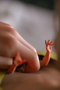 VN_Little_Bird_054_by_hoven4