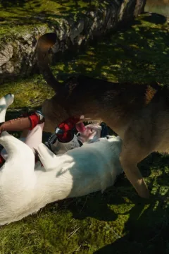 Little Red Riding Hood 2 (29)