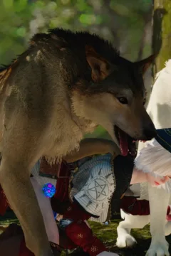 Little Red Riding Hood 2 (32)