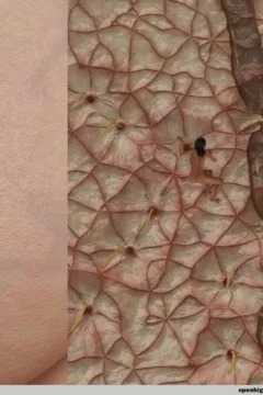 The Goddess Beyond the Glass (410)