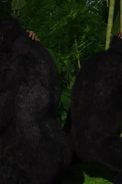 Gorillas World Chapter 1 – 075